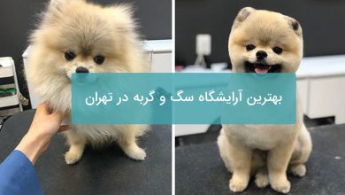 بهترین آرایشگاه سگ و گربه در تهران