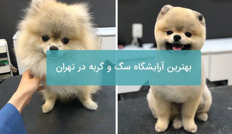 بهترین آرایشگاه سگ و گربه در تهران